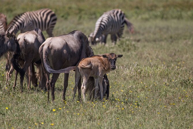 From Arusha: 5 Days Classic Safari Cats, Calves & Crater - Day 5 back to Arusha through Karatu