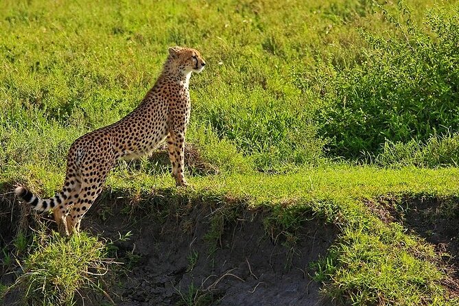 From Arusha: 5 Days Classic Safari Cats, Calves & Crater - Where you sleep and why full-board matters on safari