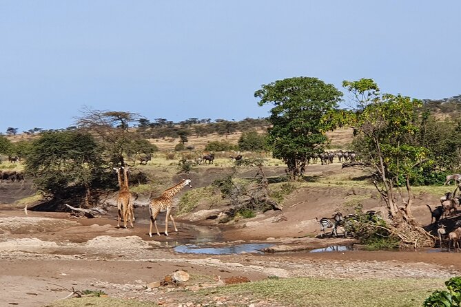 From Arusha: 5 Days Classic Safari Cats, Calves & Crater - Your driver-guide: the real engine behind good sightings