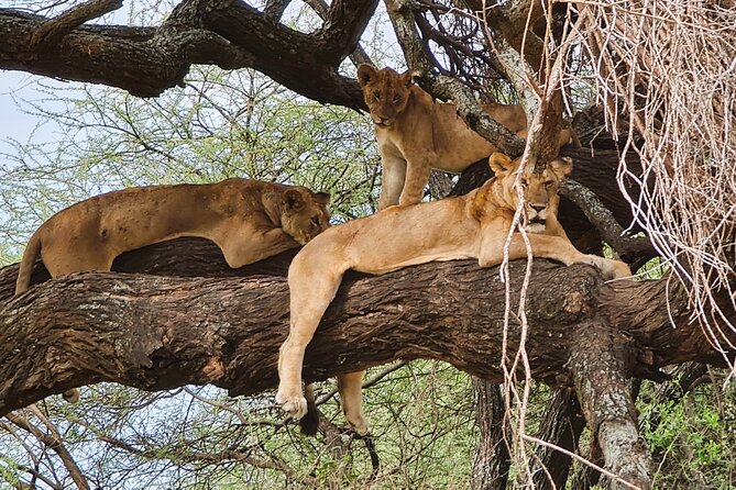 From Arusha: 6 Day Classic Game Drive Serengeti & Ngorongoro - Lake Manyara day: birds on the lake, baboons on the roadside, lions in the trees