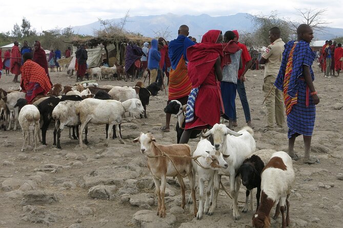 From Arusha: 7 Days Classic Safari Central Northern Circuit - Back to Arusha on Day 7: Keep It Easy, Keep It Flexible