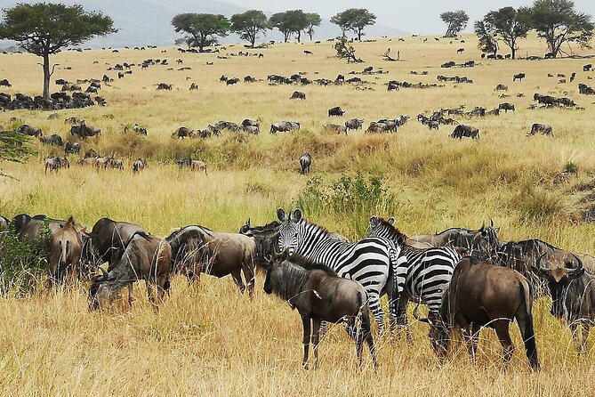 From Arusha: 9 Days Private Guided Classic Game Drive in Tanzania - Key highlights to look for