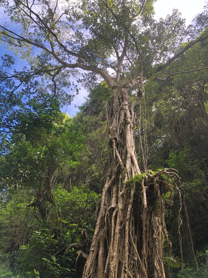From Arusha: Coffee Farm and Mangalia Waterfalls Tour - Price and Logistics: Is $55 Worth It for This Mix?