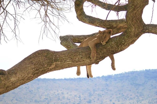 From Arusha : Days Safari Northern Circuit to Maasai Boma - Price of $1,510 Per Person, and What That Covers