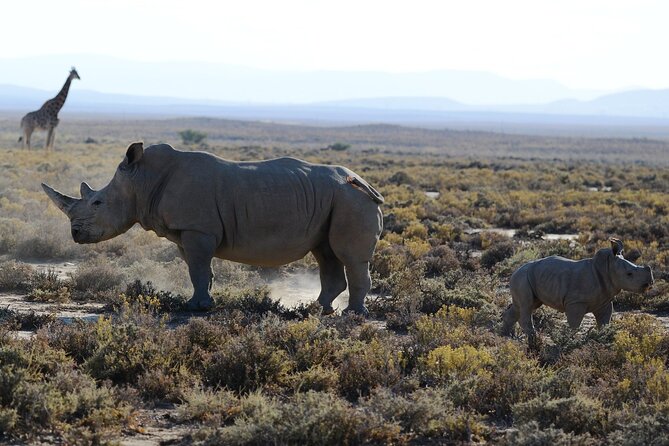 From Arusha : Days Safari Northern Circuit to Maasai Boma - Day 1 Arusha Pickup and Tarangire’s Baobabs and Elephant Focus