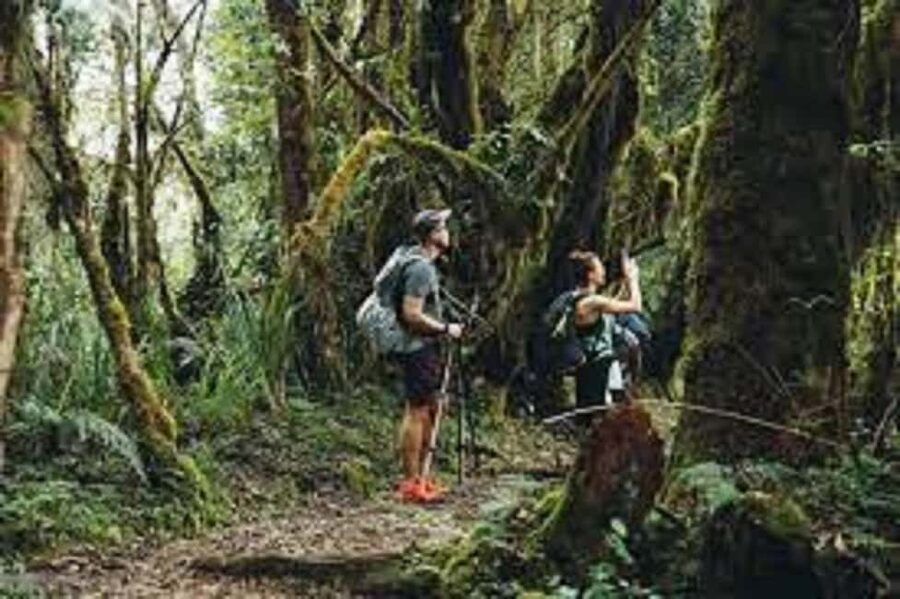 From Arusha/Moshi: Kilimanjaro Hike Marangu Route Day Trip - Starting early at Moshi or Arusha, then straight to Marangu Gate