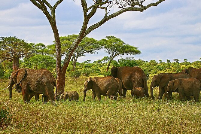 From Arusha: Tarangire and Ngorongoro Crater 3-Day Private Safari - Africa Safari Lake Manyara overnight: wildlife near your campsite