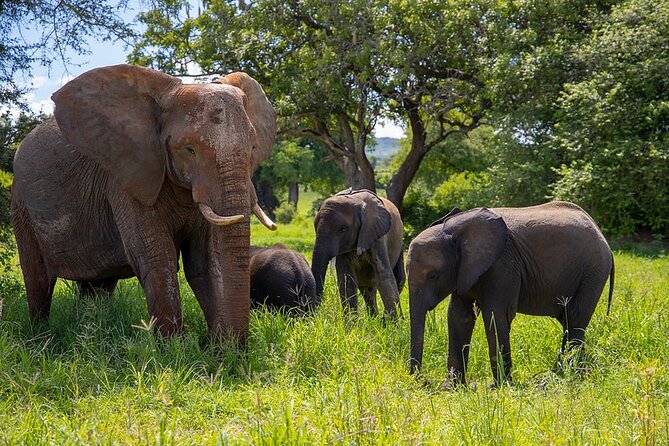 From Arusha: Tarangire and Ngorongoro Crater 3-Day Private Safari - Day 1: Arusha pickup, then a full day in Tarangire