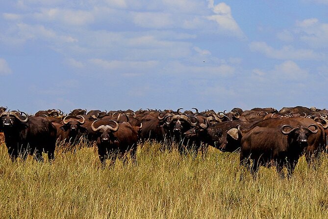 From Arusha to Zanzibar : 11 days From Bush to Beach safari - Tarangire National Park: Elephants, Open Sightlines, and Great Drive Energy