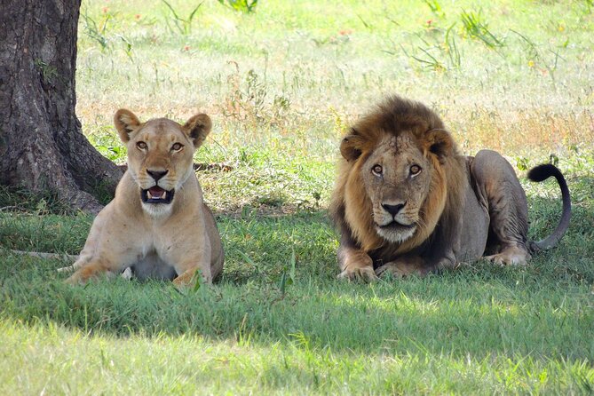From Arusha to Zanzibar : 11 days From Bush to Beach safari - What You Get for the Price: Transfers, Meals, and Park Admissions