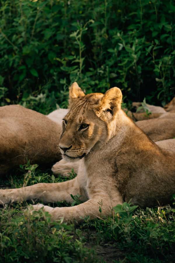 From Dar es Salaam: Mikumi National Park Day Trip - The Route Plan: Dar, SGR, and the Morogoro-to-Park Transfer
