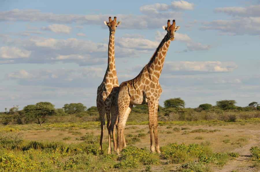 From Dar es Salaam: Mikumi National Park Day Trip - Wildlife You Can Expect, Plus What to Watch for