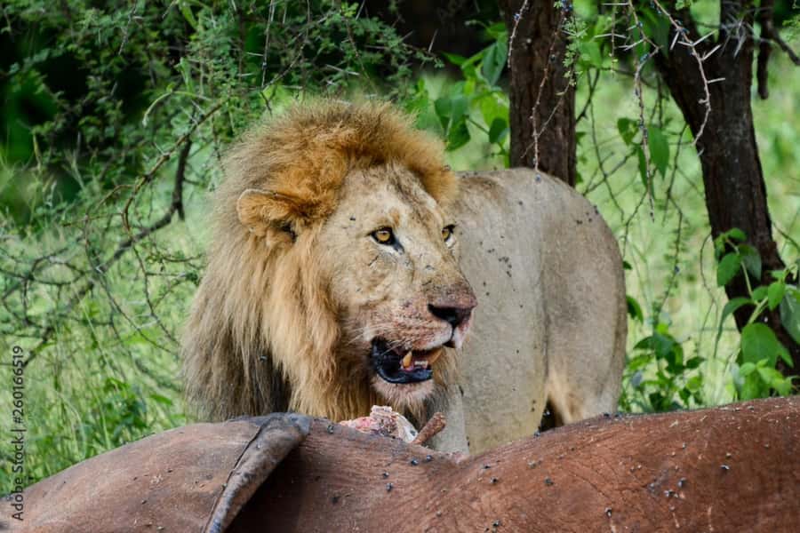 From Dar es Salaam: Mikumi National Park Day Trip - Price and Value: Is $280 Fair for This One-Day Safari?