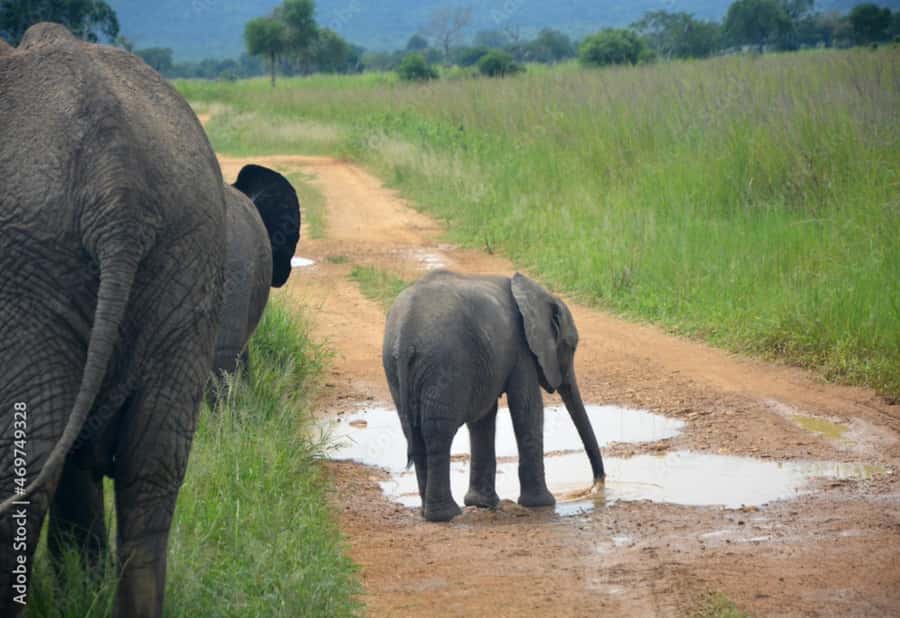 From Dar es Salaam: Mikumi National Park Day Trip - Group Size and Guide Languages: Why You’ll Feel Less Rushed