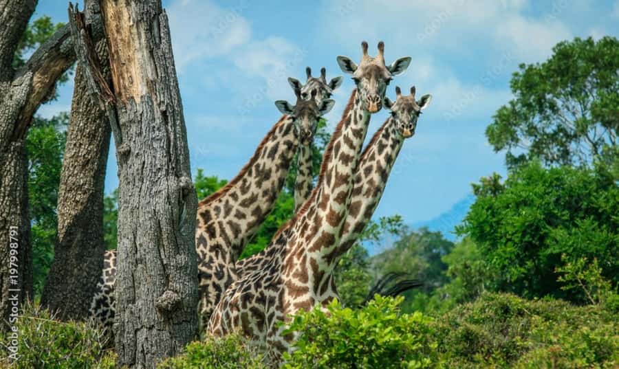 From Dar es Salaam: Mikumi National Park Day Trip - What to Bring for a Comfortable, Photo-Ready Day