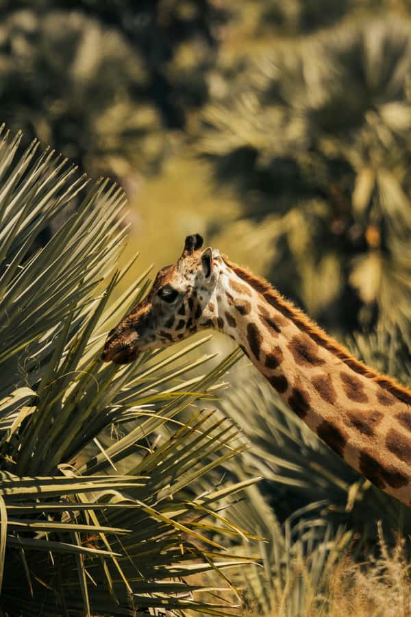 From Dar es Salaam: Mikumi National Park Day Trip - The 8-Hour Mikumi Safari Flow, Stop by Stop