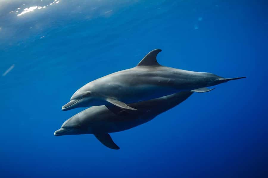 From Kendwa: Mnemba Boat Trip and Dolphin Snorkel Adventure - Key Highlights You Will Actually Care About