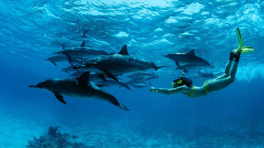 From Kendwa: Mnemba Boat Trip and Dolphin Snorkel Adventure - The Kendwa to Mnemba Route: Why It Works