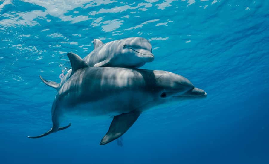 From Kendwa: Mnemba Boat Trip and Dolphin Snorkel Adventure - Meeting Point and Timing: Mama Mia to Nungwi or Kendwa