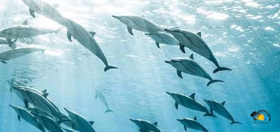 From Kendwa/Nungwi: Mnemba Dolphins with Snorkel Tour - Key Points at a Glance