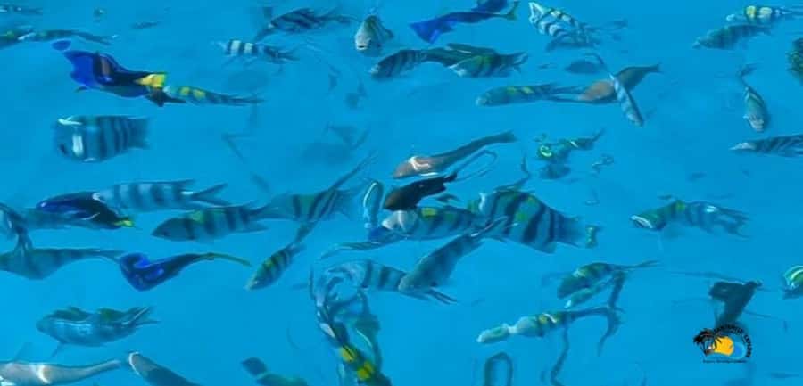 From Kendwa/Nungwi: Mnemba Dolphins with Snorkel Tour - Getting Picked Up in Kendwa or Nungwi (And Why It Matters)