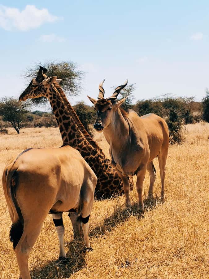 From Moshi or Arusha: Serval Wildlife Sanctuary Trip - Park entry cost and what the $90 price really means