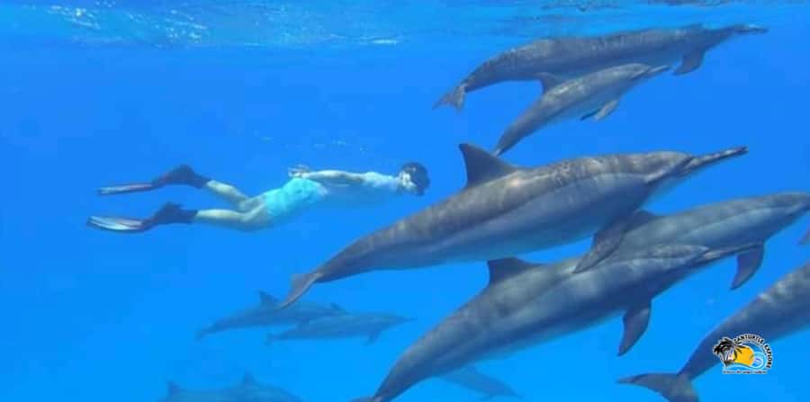 From Nungwi/Kendwa: Mnemba Atoll Starfishes & Dolphins Tour - Setting Out From Nungwi or Kendwa, Then Straight to the Water