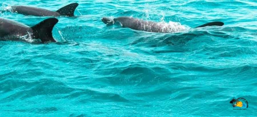 From Nungwi/Kendwa: Mnemba Atoll Starfishes & Dolphins Tour - Mnemba Island Snorkeling: Coral, Fish, and Real Sea Conditions