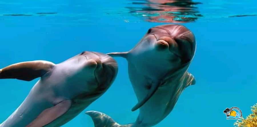 From Nungwi/Kendwa: Mnemba Atoll Starfishes & Dolphins Tour - Guide, Communication, and Languages: Know What You’re Getting