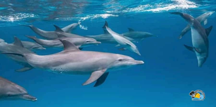 From Nungwi/Kendwa: Mnemba Atoll Starfishes & Dolphins Tour - What to Bring (and What Not to)
