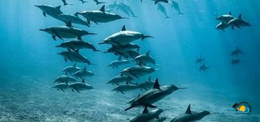 From Nungwi: Mnemba Island Dolphin Watching and Snorkeling - Key points at a glance