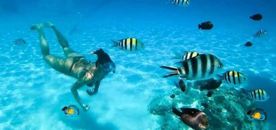 From Nungwi: Mnemba Island Dolphin Watching and Snorkeling - Why Mnemba Island is worth the trip from Nungwi