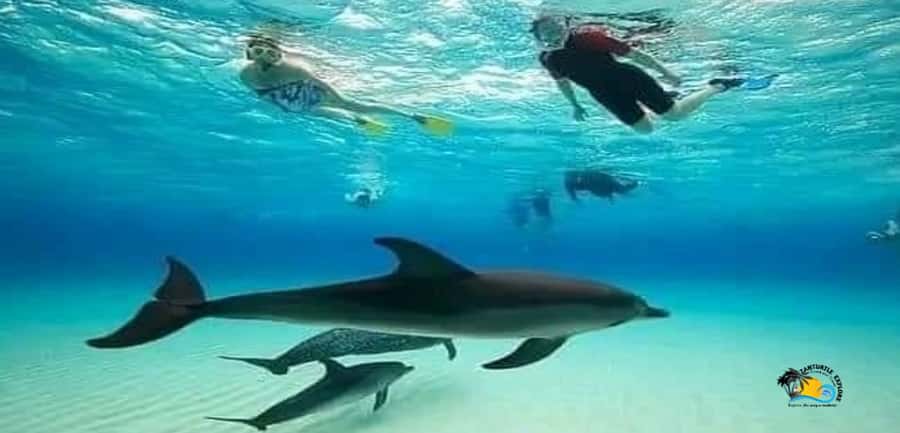 From Nungwi: Mnemba Island Dolphin Watching and Snorkeling - Price and value: $60 for a 4-hour water-and-beach mix