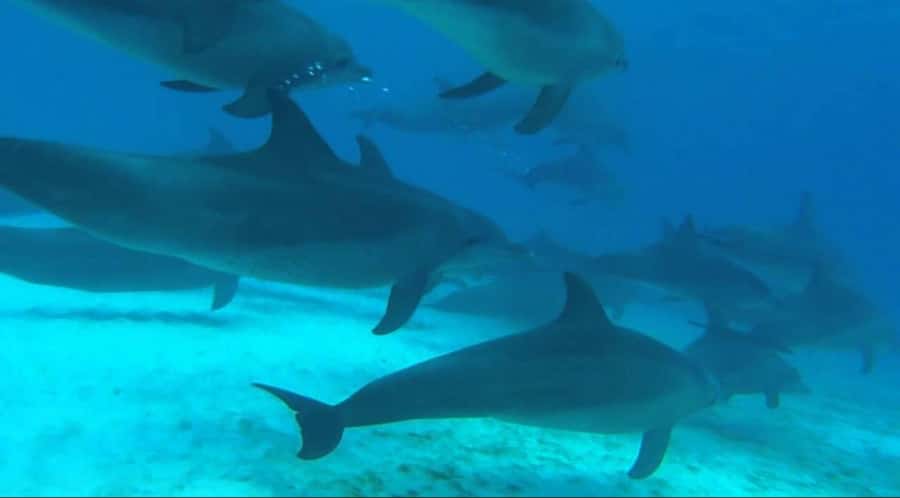 FROM NUNGWI; MNEMBA SNORKELING AND DOLPHIN TOUR - Mnemba Island: Why this snorkeling spot is so easy to enjoy