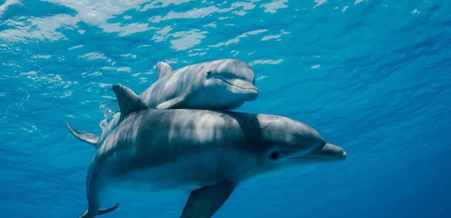 FROM NUNGWI; MNEMBA SNORKELING AND DOLPHIN TOUR - Getting from Nungwi Beach to the water action