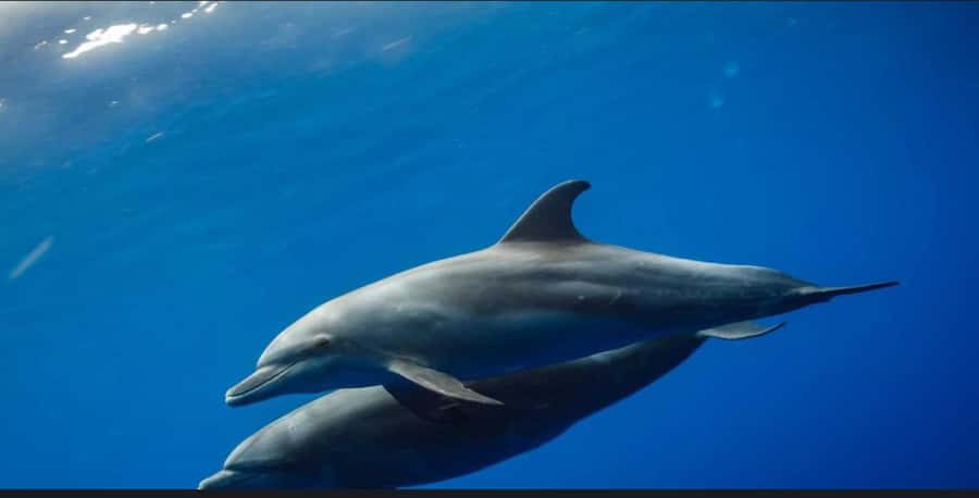FROM NUNGWI; MNEMBA SNORKELING AND DOLPHIN TOUR - Dolphin time: what you can control, and what you should not expect