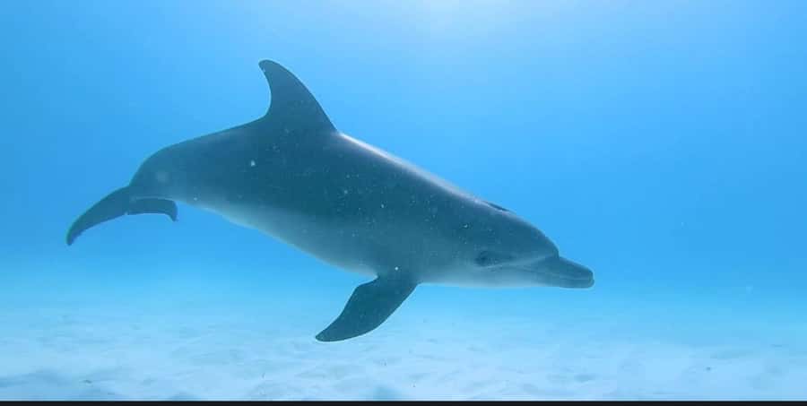 FROM NUNGWI; MNEMBA SNORKELING AND DOLPHIN TOUR - Practical tips for a smoother water day