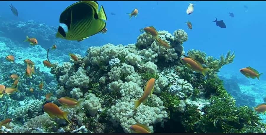 FROM NUNGWI; MNEMBA SNORKELING AND DOLPHIN TOUR - Should you book it? My take for first timers
