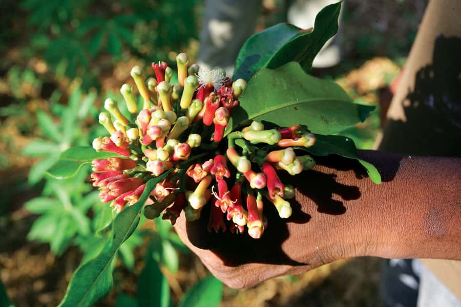 From Stone Town: Spice Tour of Zanzibar - What You Actually See: Zanzibar’s Spices Growing on Site