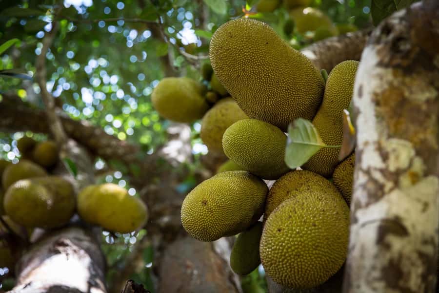 From Stone Town: Spice Tour of Zanzibar - The Tree-Part You Might Not Expect: Local Medicinal Uses