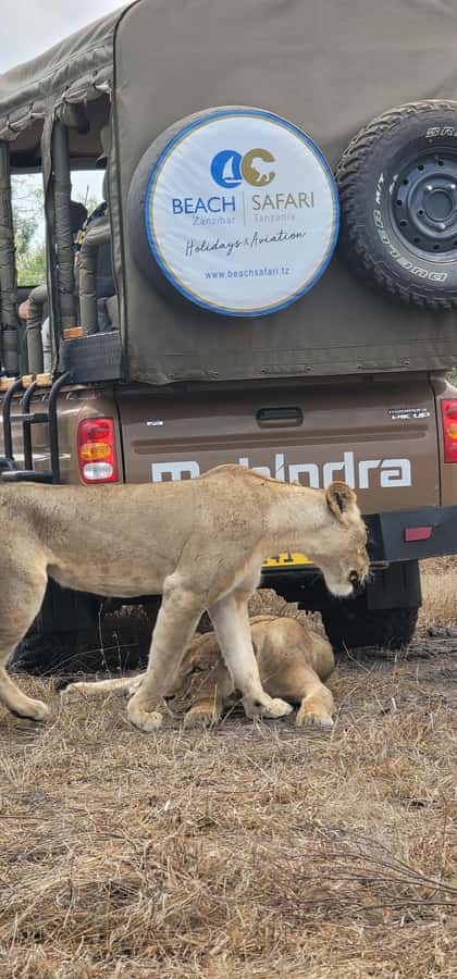 From Zanzibar: 2 Days 1 Night Selous GR Safari with Flights - Africa Safari Selous lodge, banda bungalow, and safety after dark