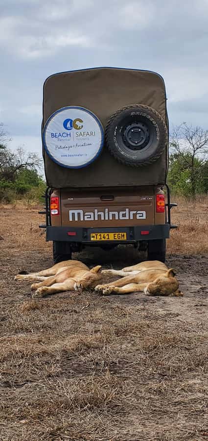 From Zanzibar: 2 Days 1 Night Selous GR Safari with Flights - Guides and spotting skills: turning sightings into learning