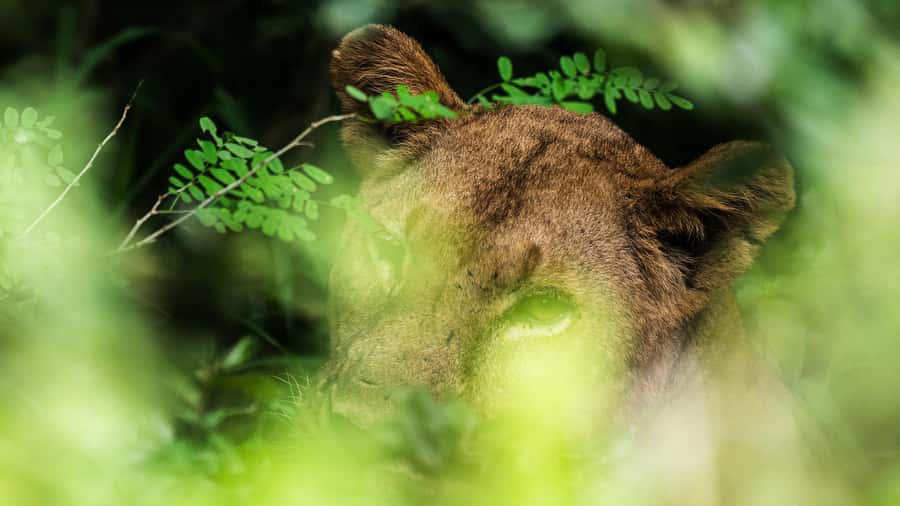 From Zanzibar: 3-Day Selous Safari Trip with Flights - Key highlights to know before you go