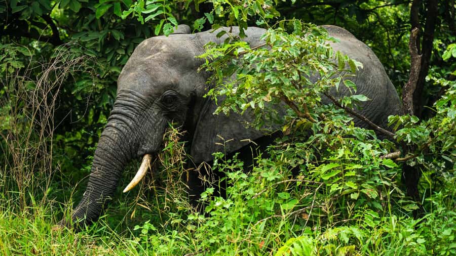 From Zanzibar: 3-Day Selous Safari Trip with Flights - Day 1: Flight in, then a full-day jeep drive with bush lunch