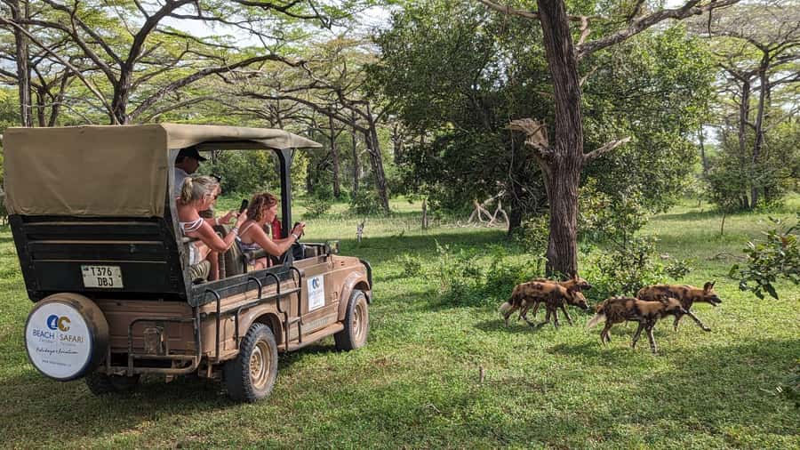 From Zanzibar: 3-Day Selous Safari Trip with Flights - The “48 hours on safari” reality check