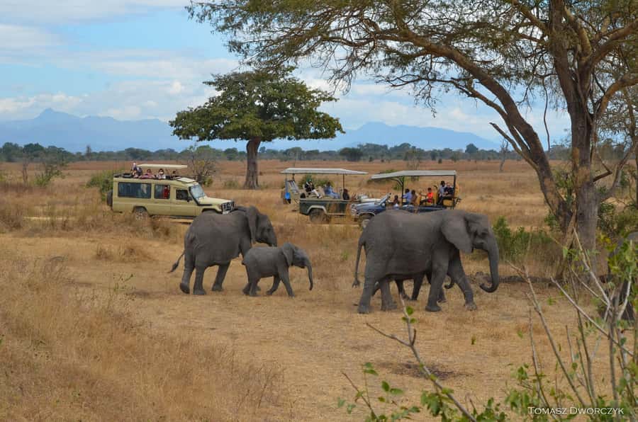 From Zanzibar: day Safari to Mikumi National Park - Guide Language, Vehicle Comfort, and Health Considerations