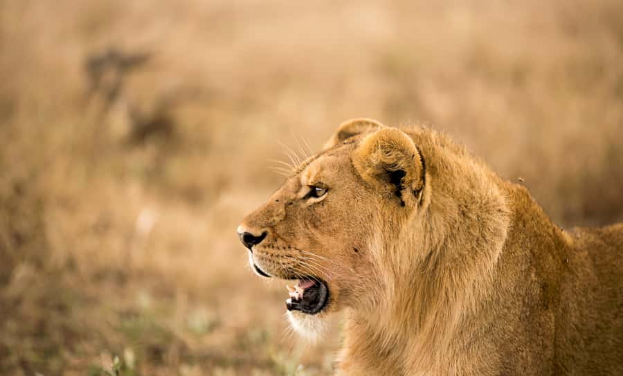From Zanzibar: Day Safari to Selous Game Reserve with flight - From Zanzibar to Selous in One Day, How the Flight Changes Everything