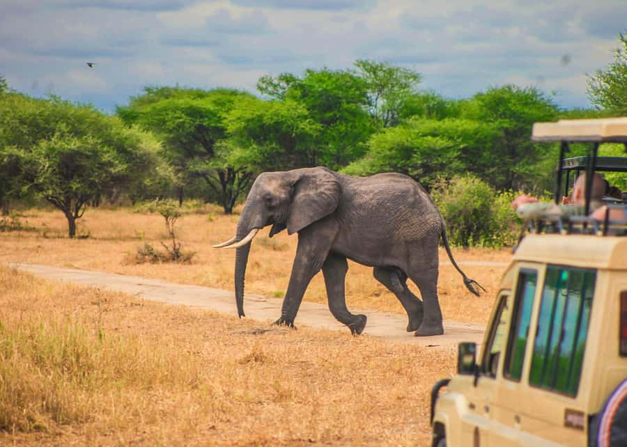 From Zanzibar: Day Safari to Selous Game Reserve with flight - Selous Game Reserve: What You Are Really Paying For