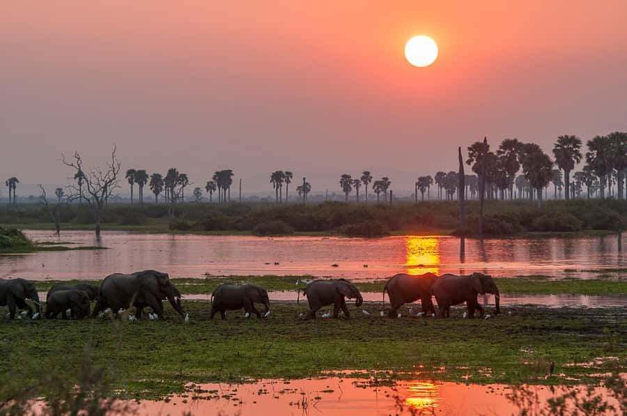 From Zanzibar: Day Safari to Selous Game Reserve with flight - Flying Back to Zanzibar: Closing the Loop Without Stress