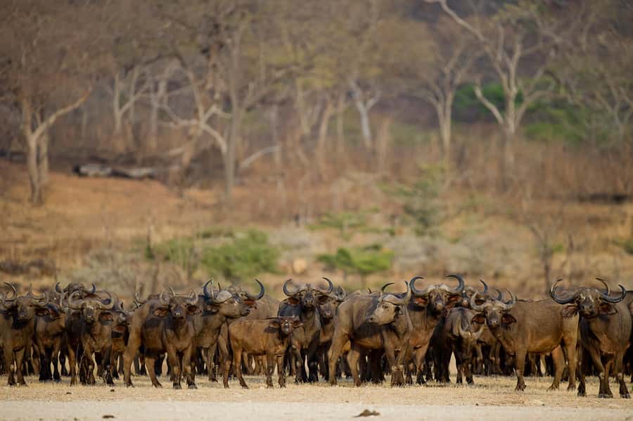 From Zanzibar: Day Safari to Selous Game Reserve with flight - Price and Value: Is $480 Reasonable for This Setup?